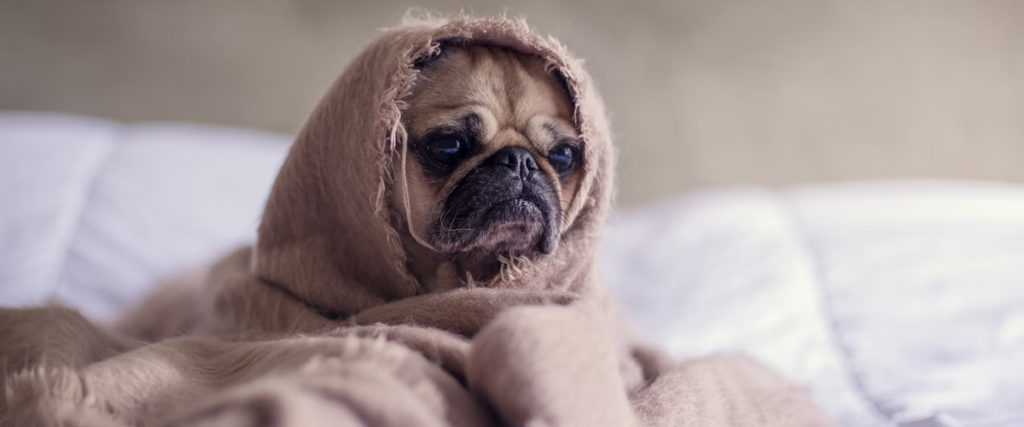 depressiver Mops mit Decke